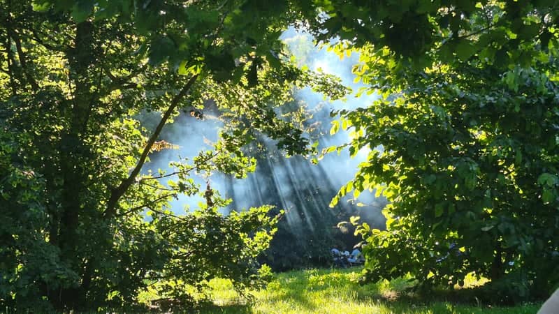Bouchemaine Woodland Sunbeams - Image 1