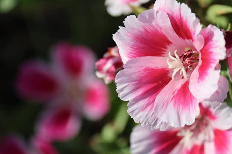 Carillon Point Gardens - Image 1