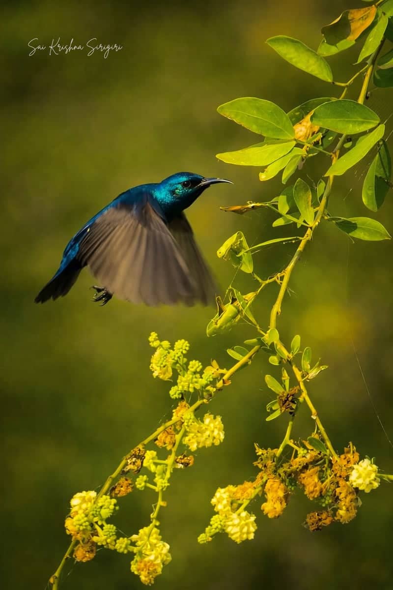 Guntur Countryside Birding Spot - Image 1
