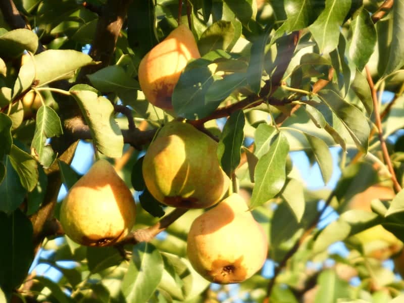 Dachna Garden Orchard - Image 1