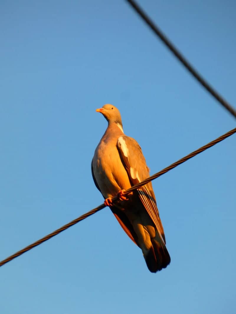 Dachna Street Golden Hour - Image 1