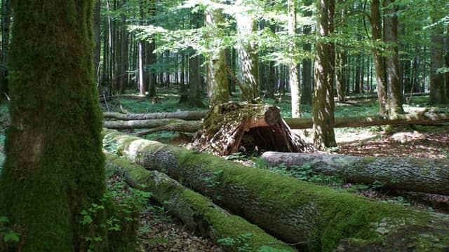 St. Bartholomä Forest, Königssee - Image 1