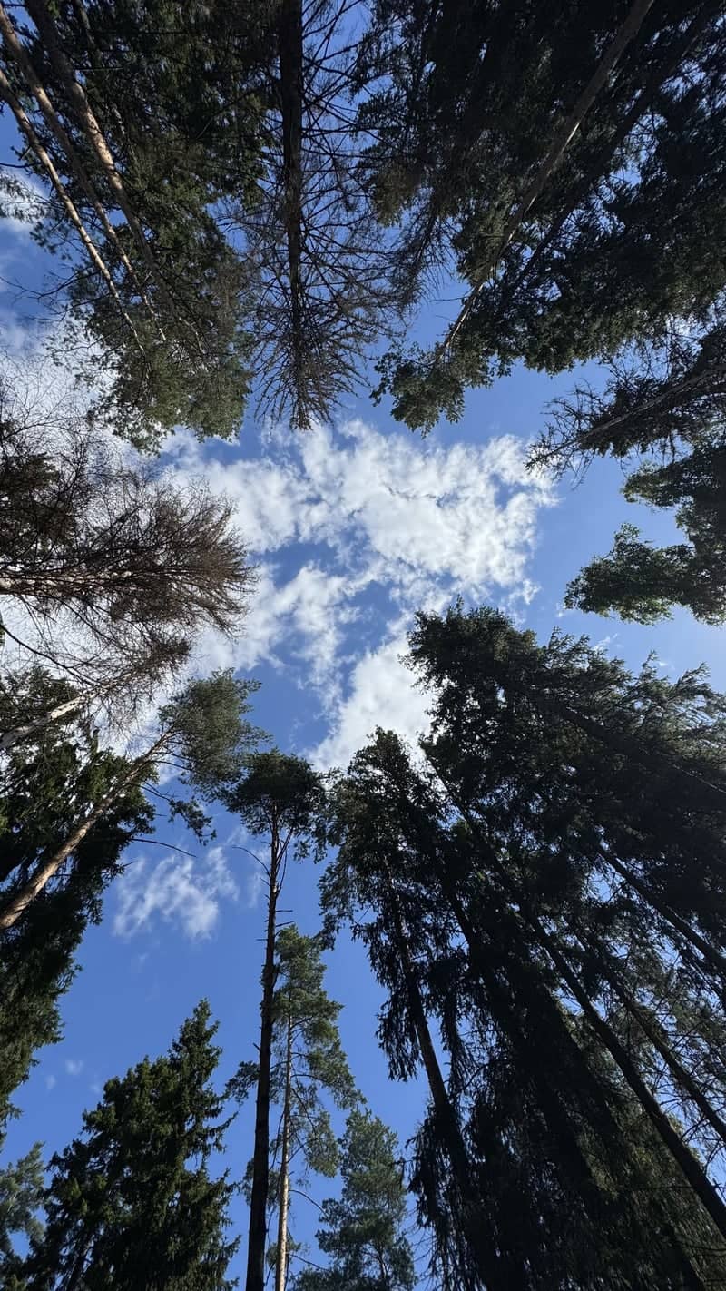 Sipoo Coniferous Forest Canopy - Image 1