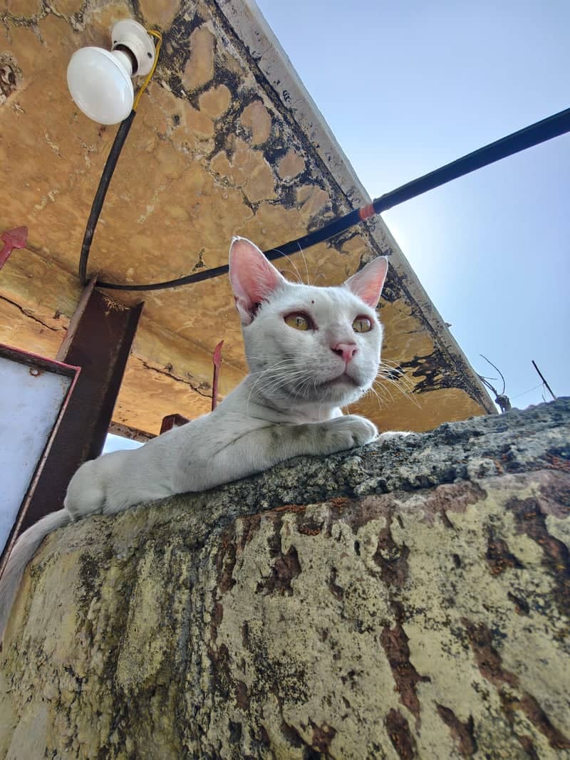 Washim Street Cat Overlook - Image 1