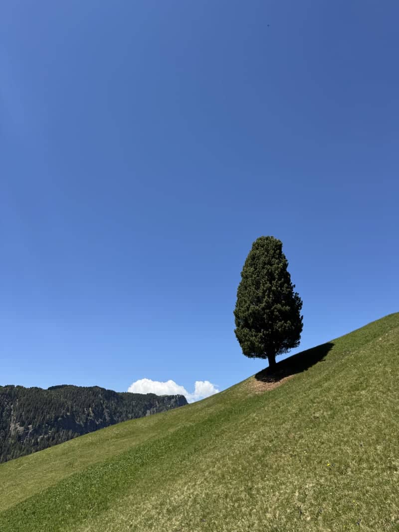 Alpe di Siusi Lone Tree - Image 1