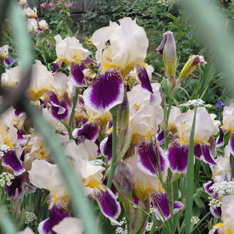 Stefanyk Library Gardens - Image 1