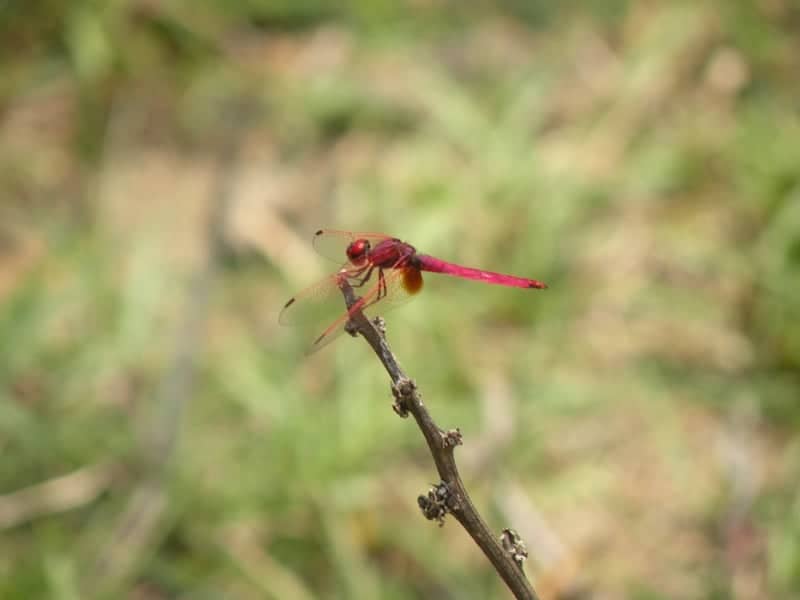 Marudhamalai Foothills Nature Trail - Image 1