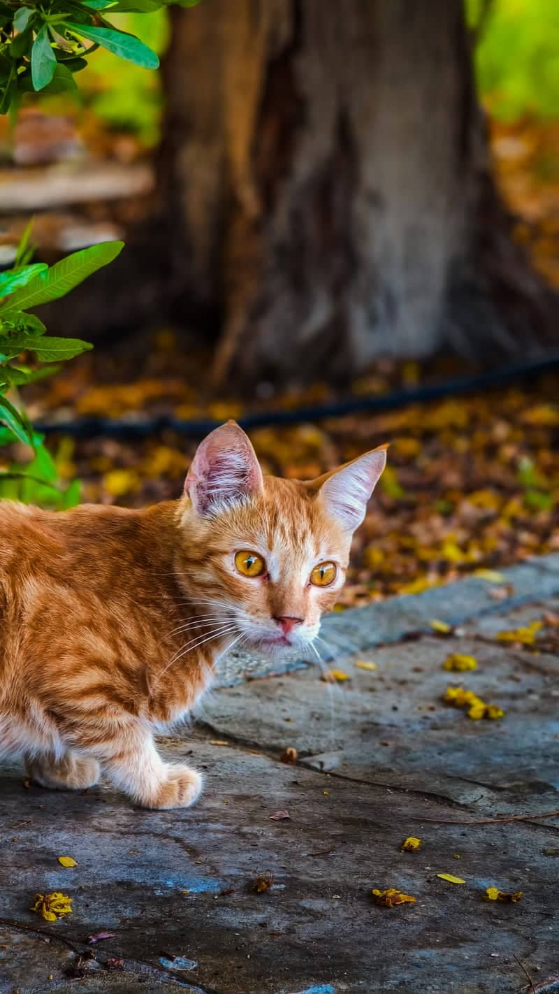 Seeb Garden Cat Spot - Image 1