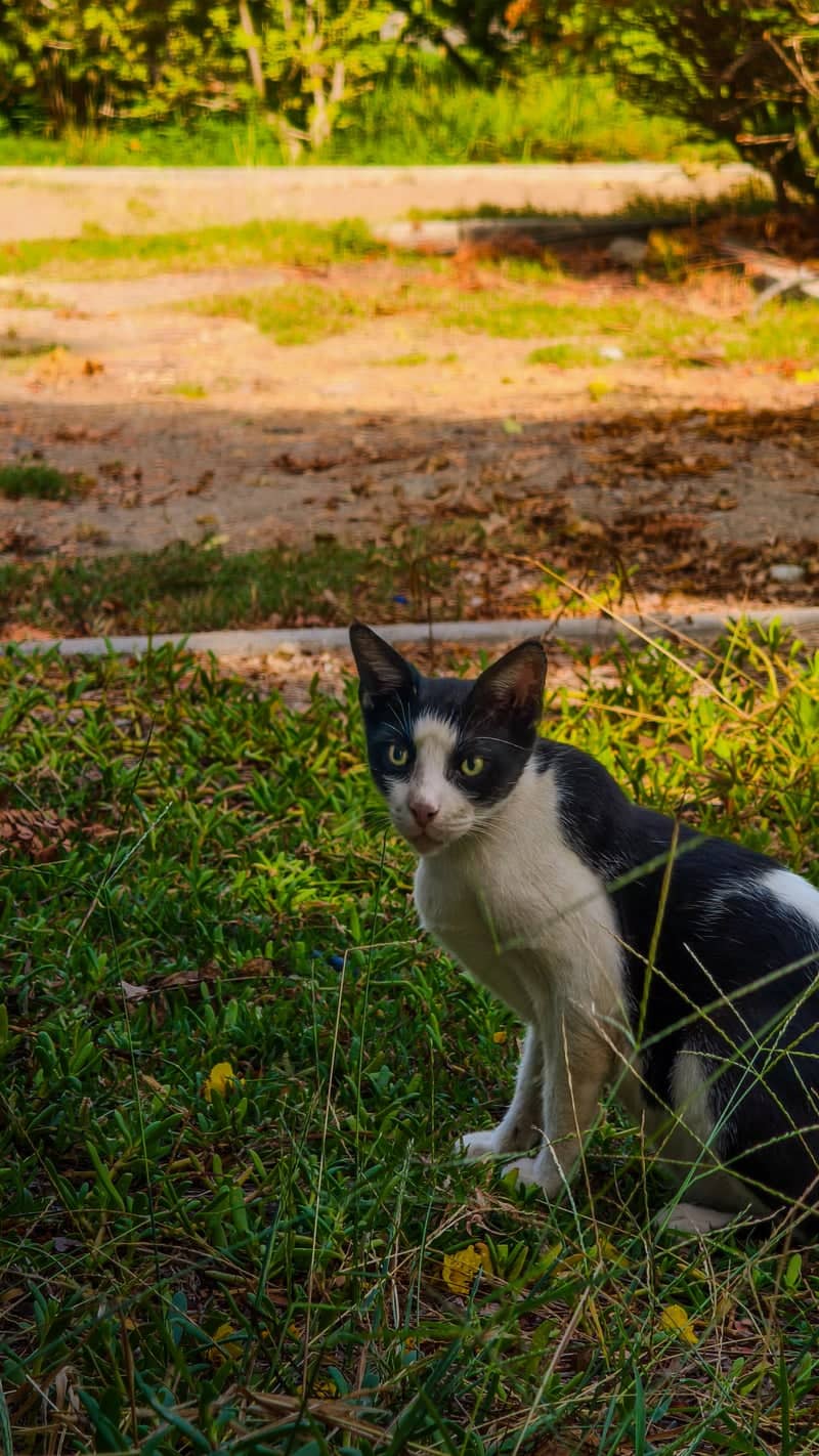 Seeb Garden Cat Spot - Image 1