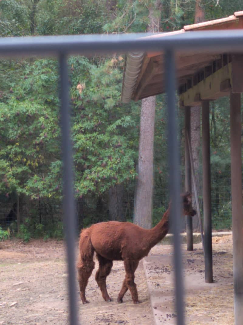 Wildpark Lüneburger Heide - Image 1