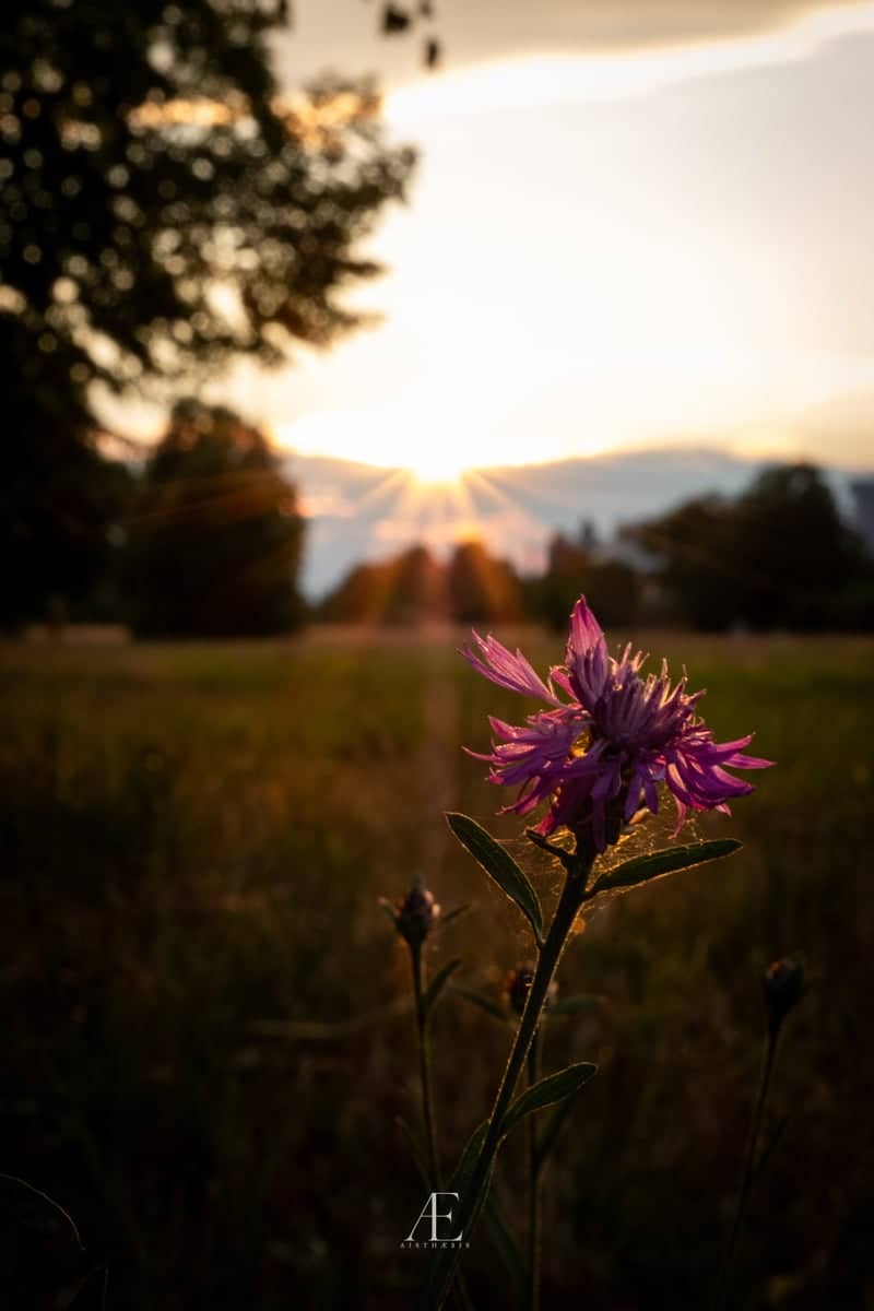 Wildflower Field in Hanau - Image 1