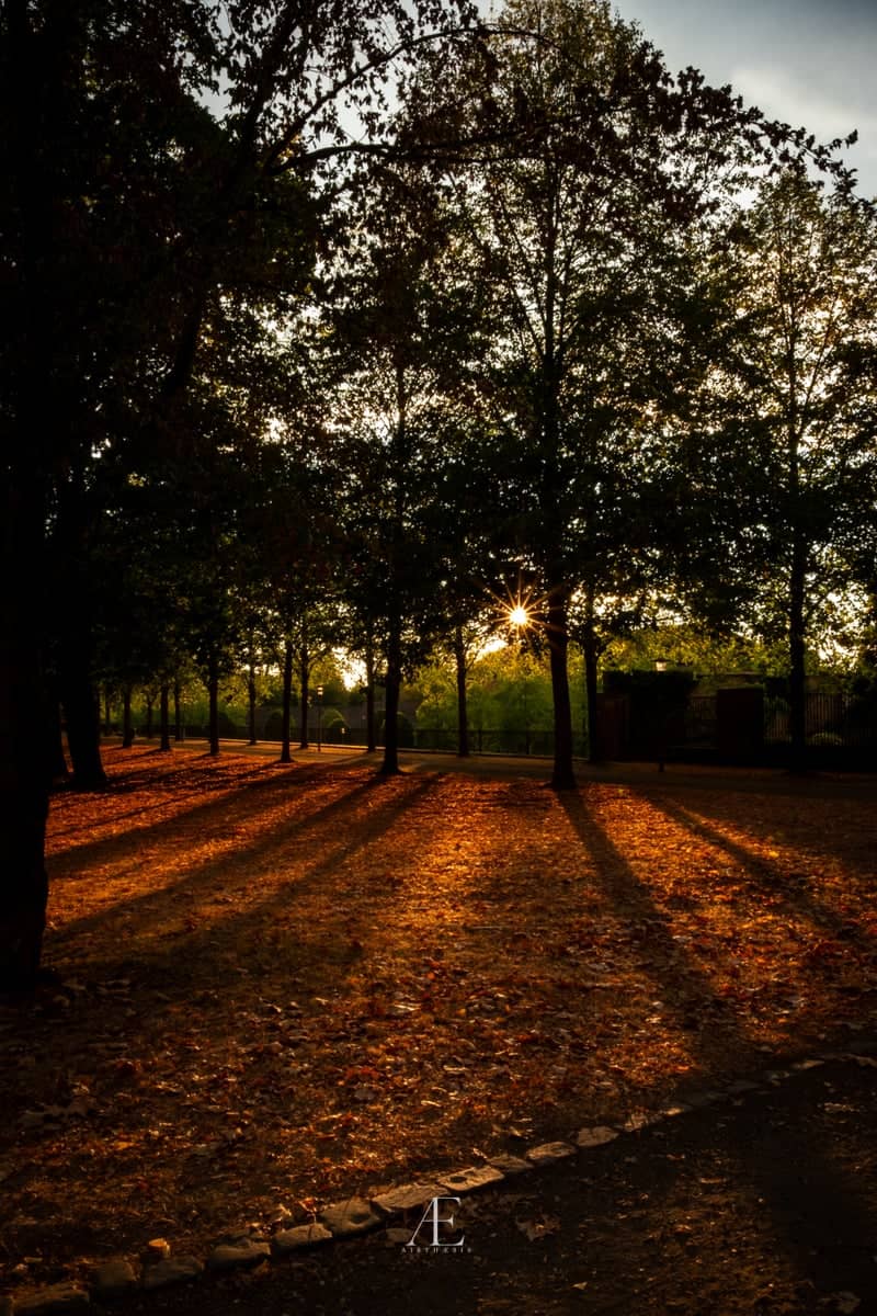 Hanau Market Square Trees - Image 1