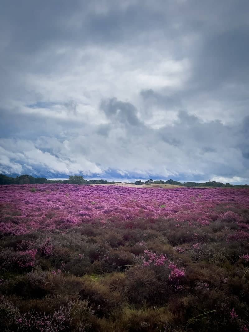Zuiderheide - Image 1