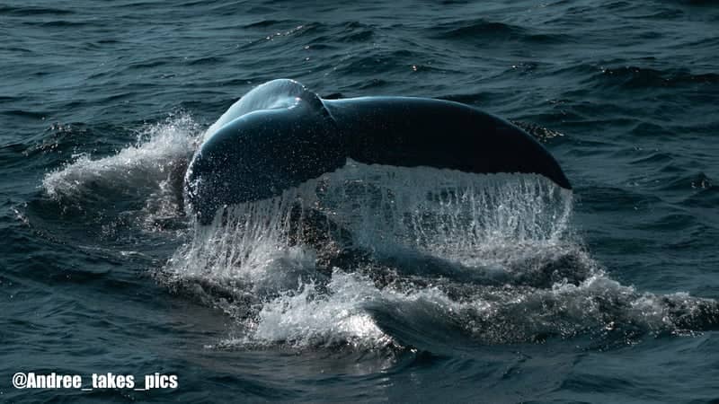 Hyannis Whale Watching - Image 1