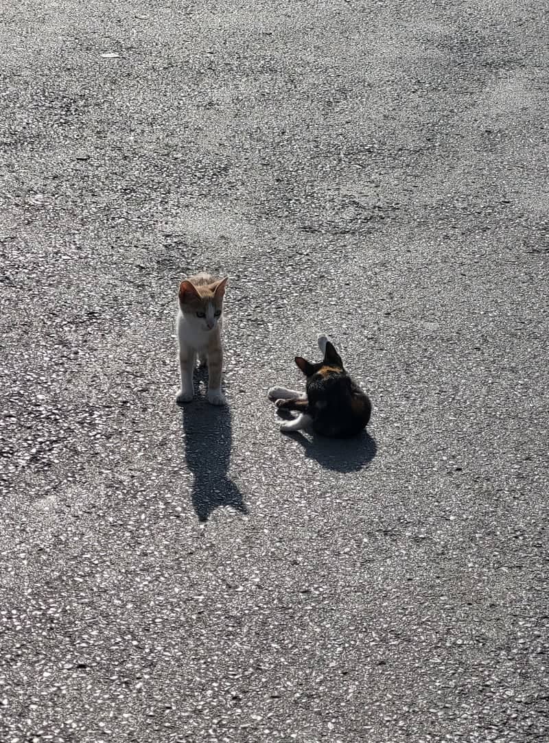 Hammamet Street Cats - Image 1