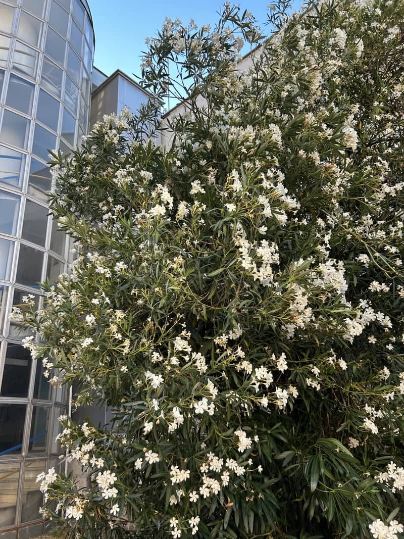Modern Glass Facade and Oleander Garden - Image 1