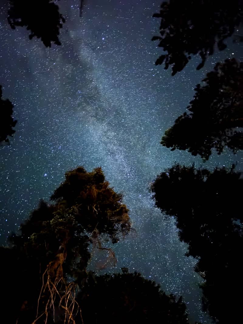 Sequoia National Park Forest Canopy - Image 1