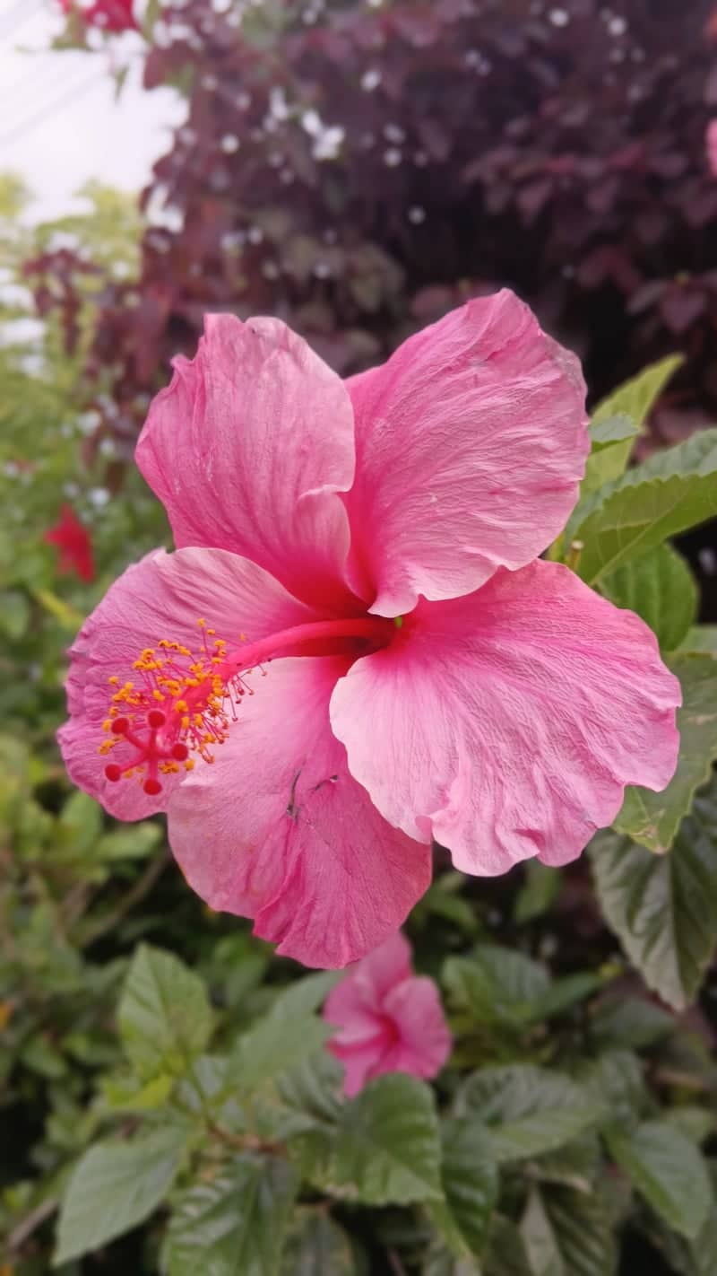 Rio Grande Coastal Blooms - Image 1