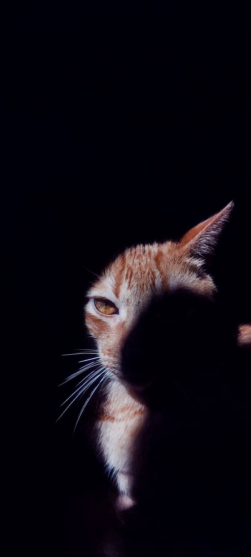 Lima Street Cat Portrait - Image 1