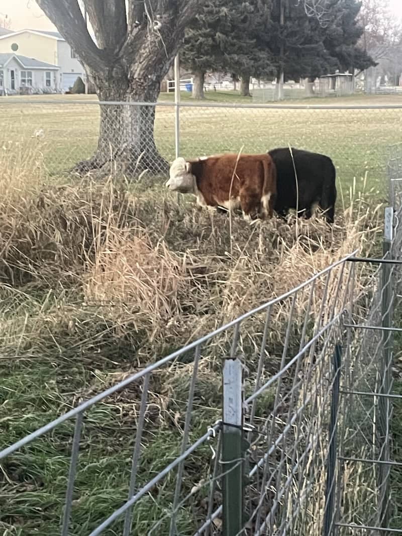 Trenton Farmstead Pasture - Image 1