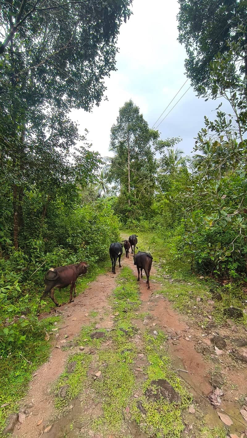 Mangaluru Countryside Trail - Image 1