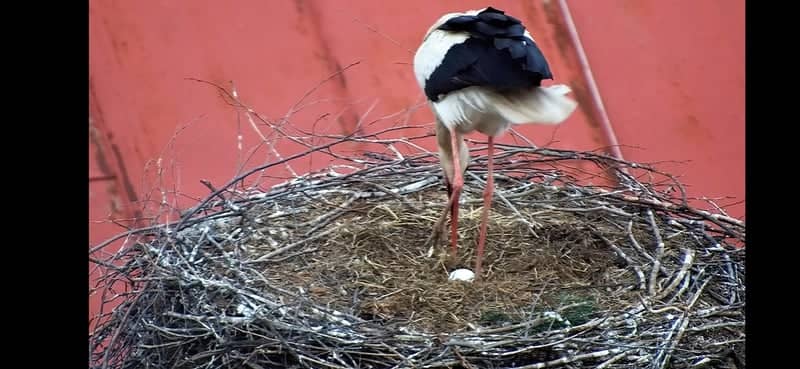 Vikartovce Stork Nest - Image 1
