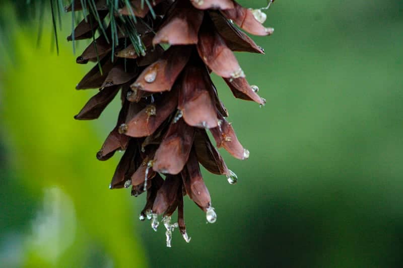 Bridgewater Nature Macro - Image 1