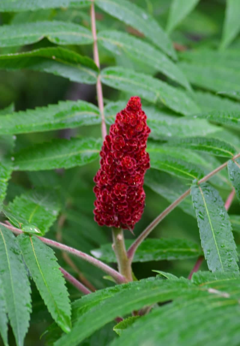 Bar Harbor Coastal Flora - Image 1