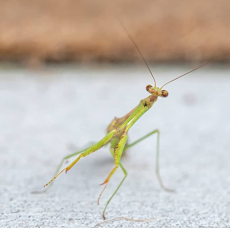 Falling Waters Macro Spot - Image 1