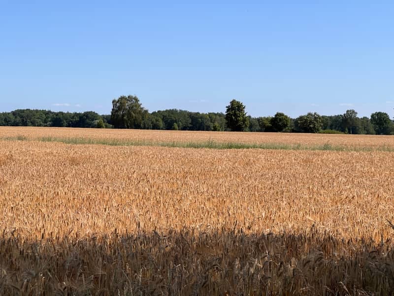Schneverdingen Farmland - Image 1