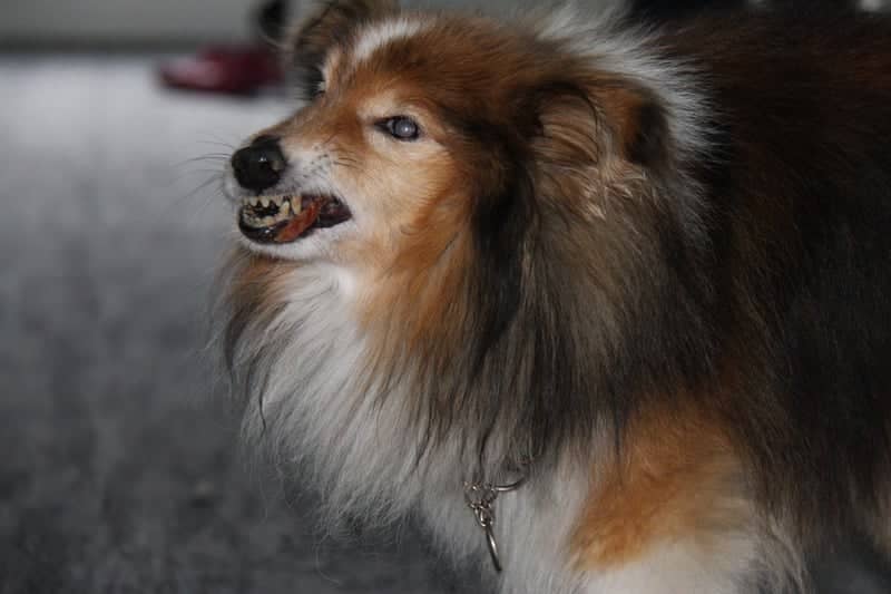 Schneverdingen Pet Photography Spot - Image 1