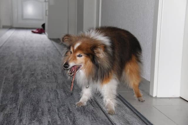 Schneverdingen Pet Photography Spot - Image 1