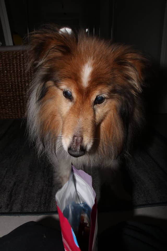 Schneverdingen Pet Portrait Spot - Image 1