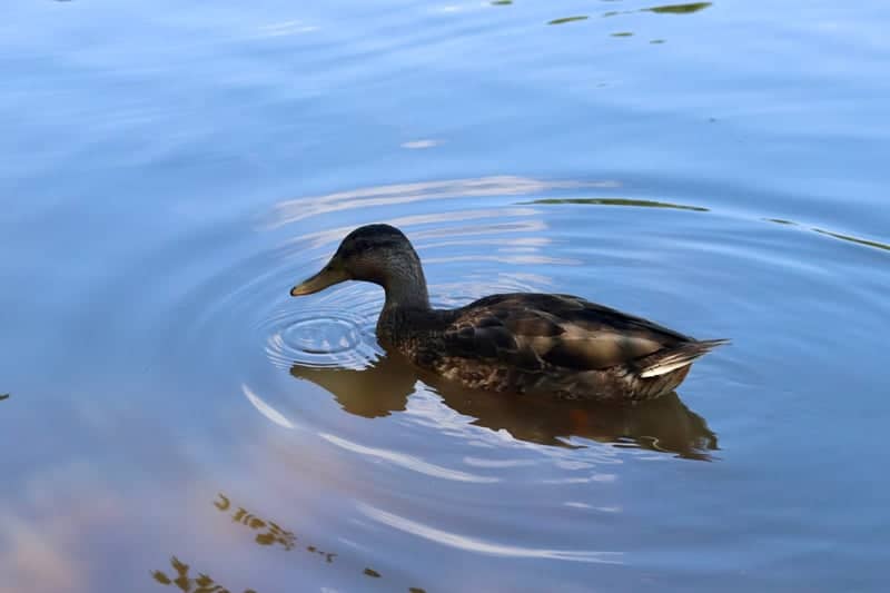 Lake Tomahawk Park - Image 1