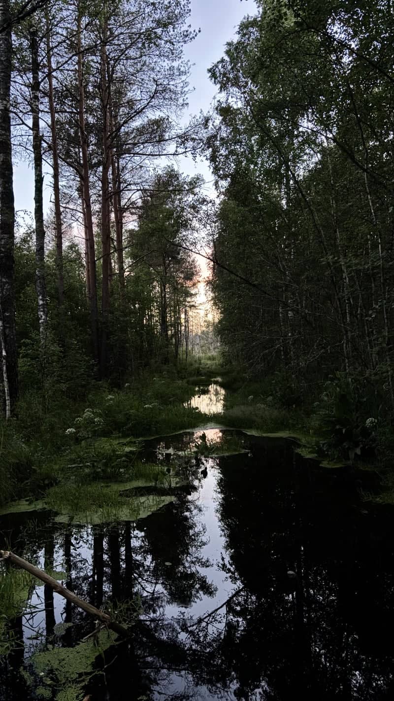 Pääsküla Bog Forest Stream - Image 1