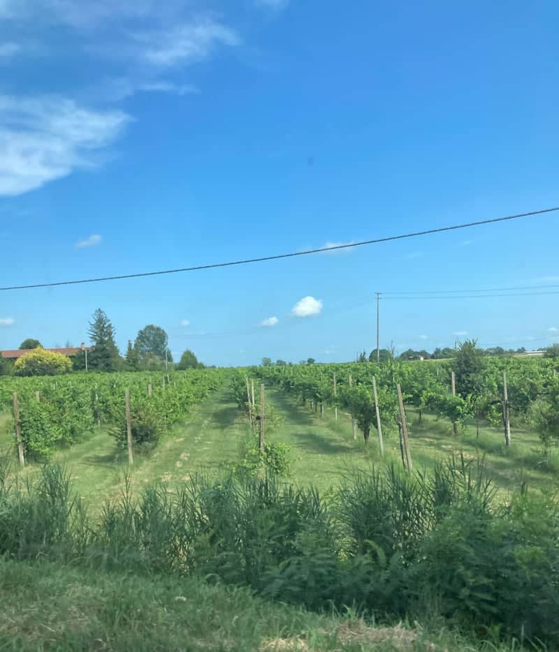 Annone Veneto Vineyards - Image 1