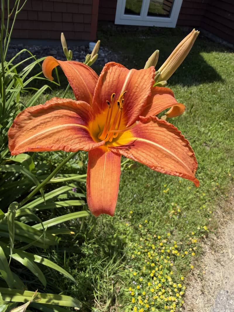 Waldoboro Village Blooms - Image 1