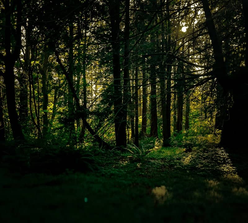 Bow Forest Woodland - Image 1
