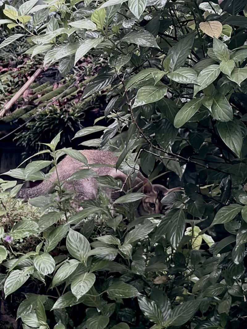 Lush Garden Foliage in Dibrugarh - Image 1