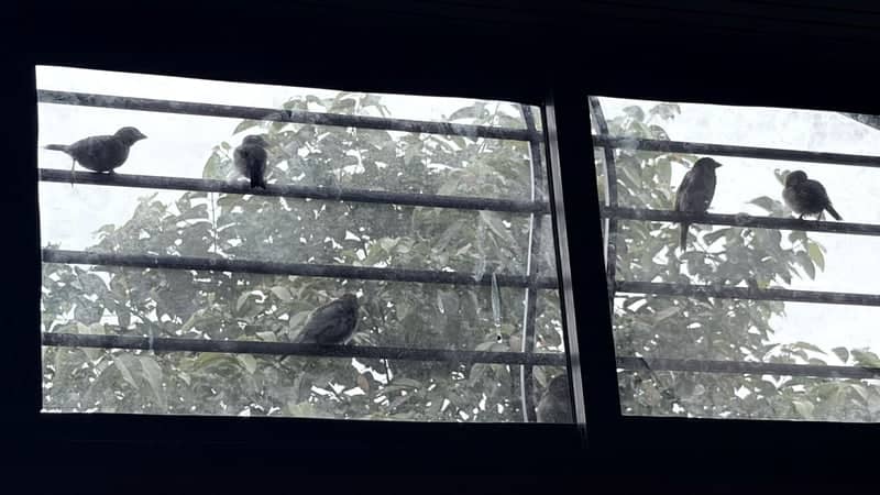 Urban Bird Perch, Dibrugarh - Image 1