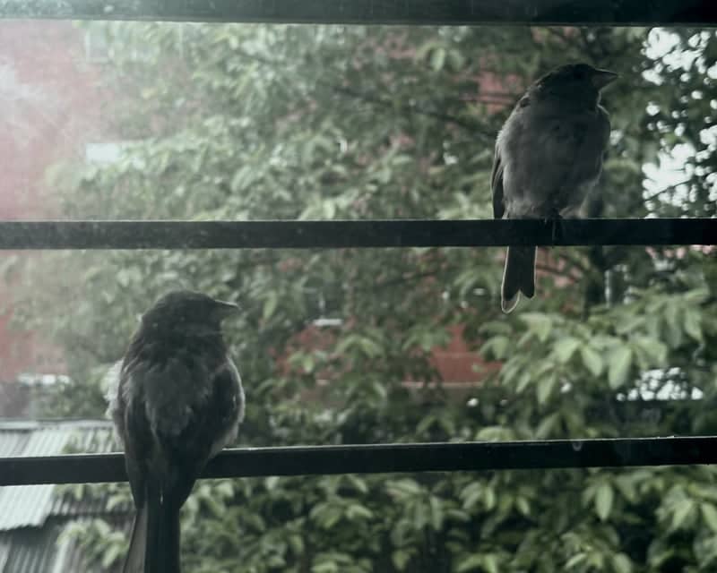 Urban Birdlife in Dibrugarh - Image 1