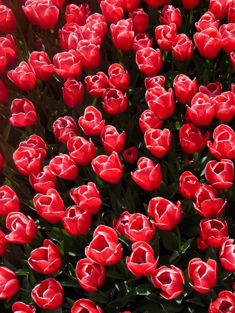 Keukenhof Gardens - Image 1