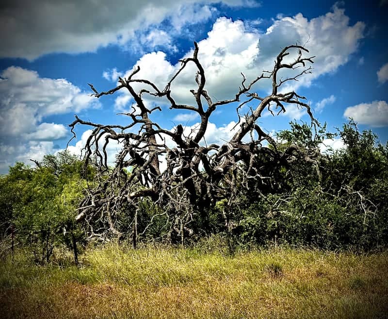 Gnarled Oak of Pottsville - Image 1