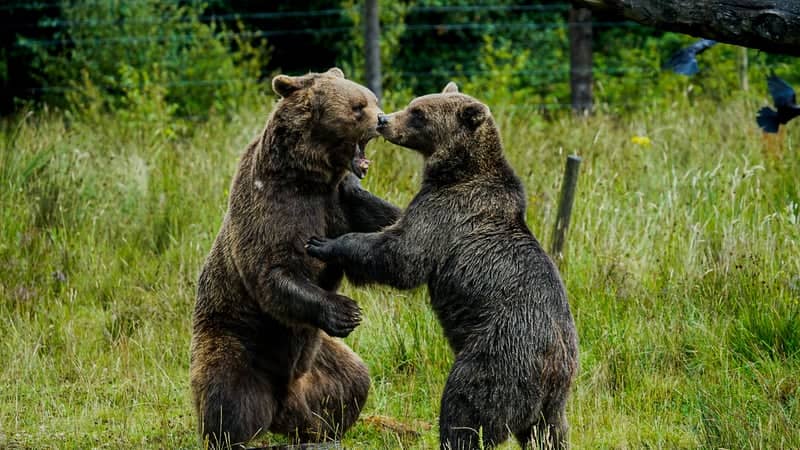 Wild Ireland - Image 1