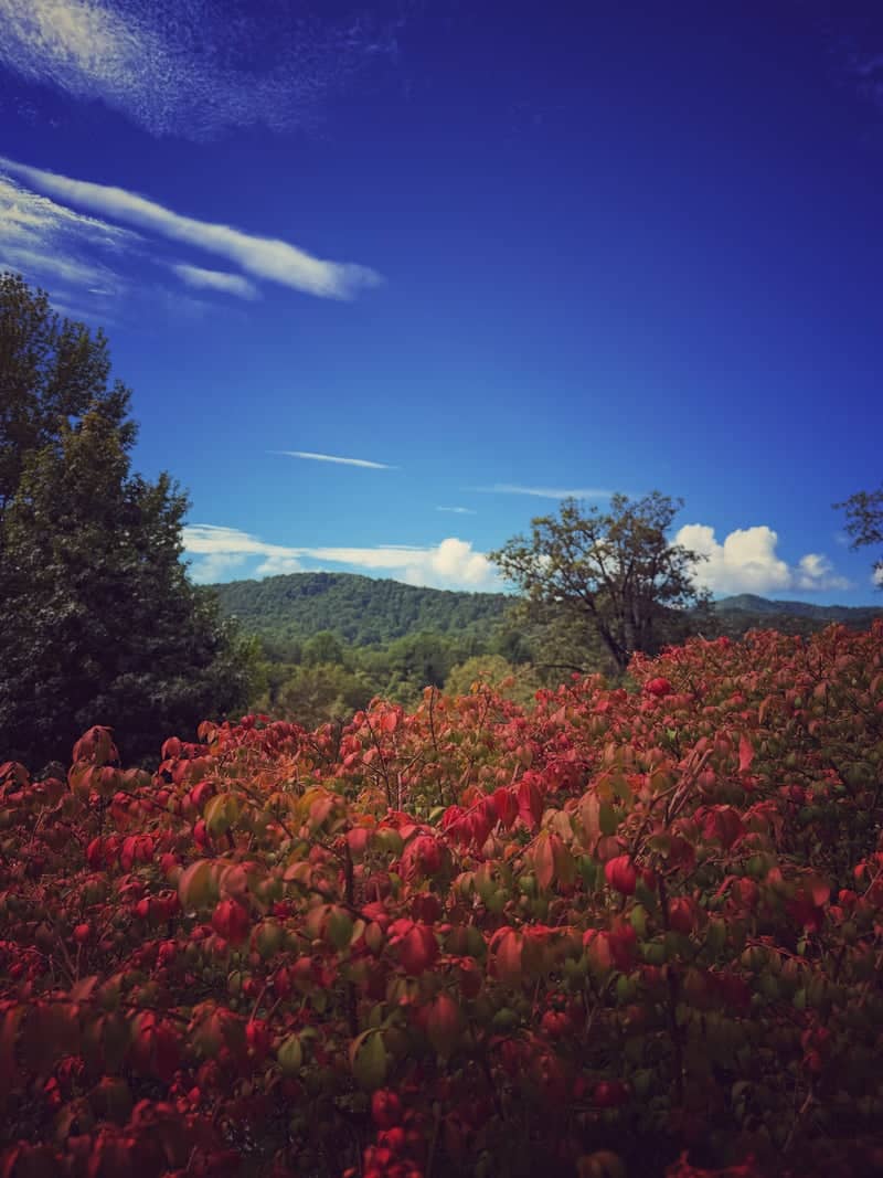 Black Mountain Ridge View - Image 1