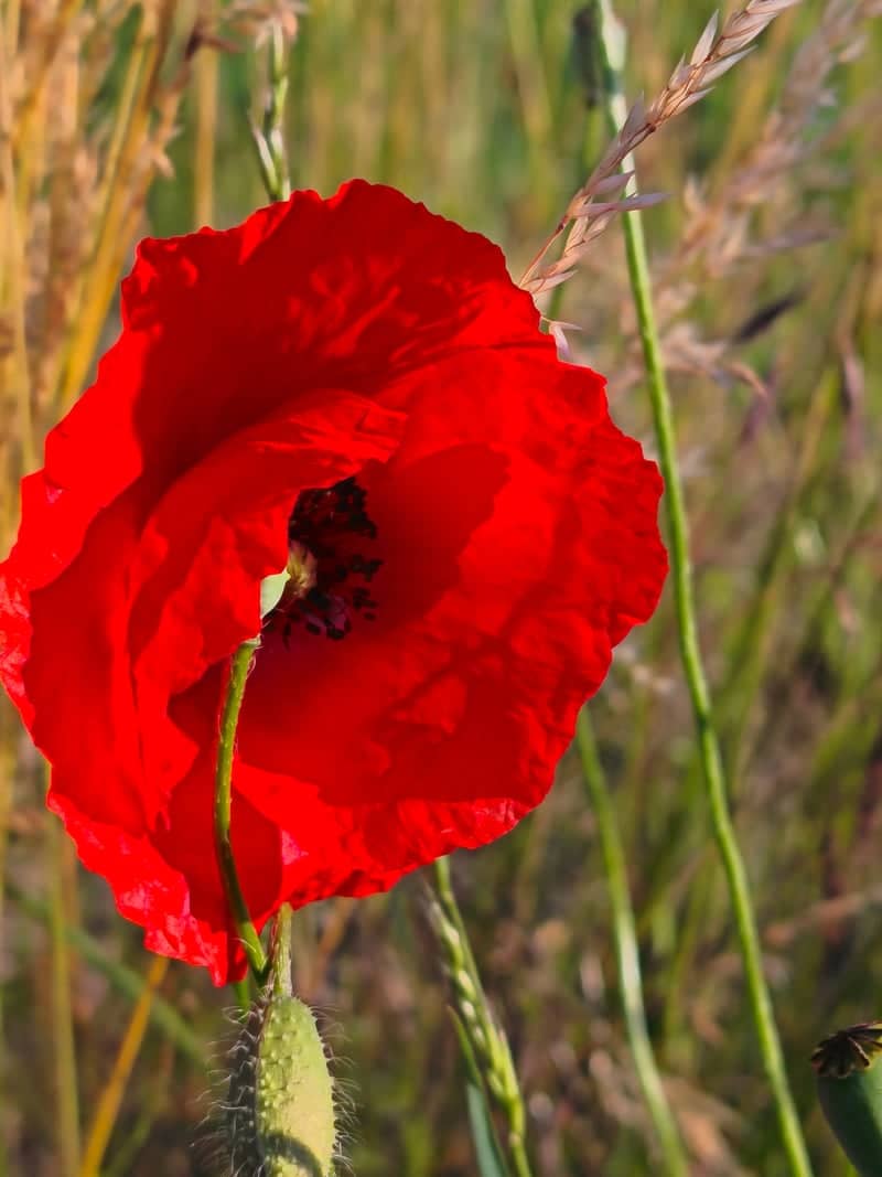 Kroměříž Wildflower Field - Image 1