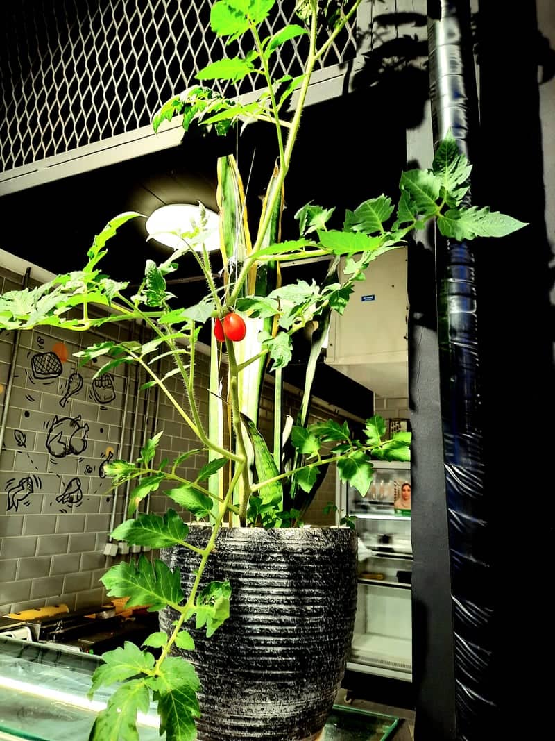 Indoor Garden Cafe in Shemiranat - Image 1