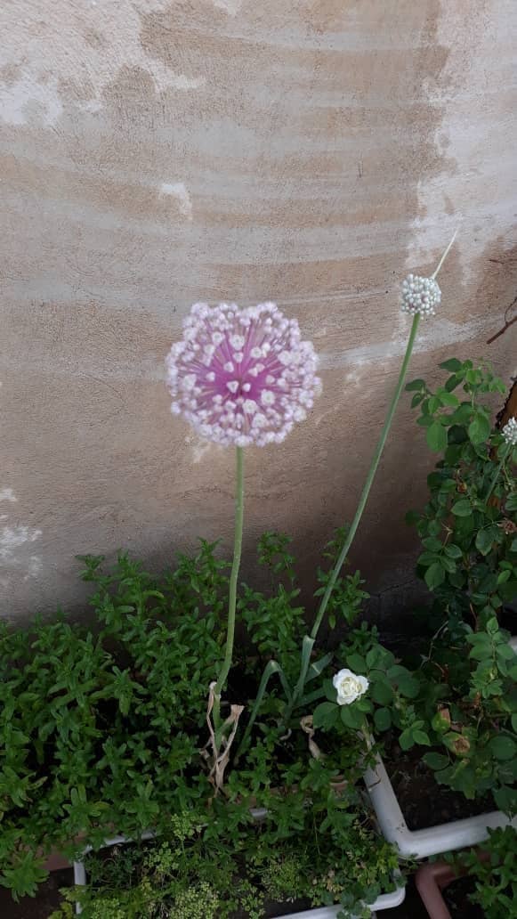 Tehran Garden Bloom - Image 1