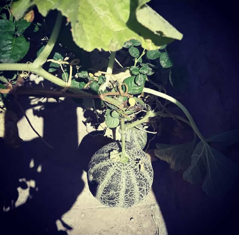 Tehran Urban Garden - Image 1