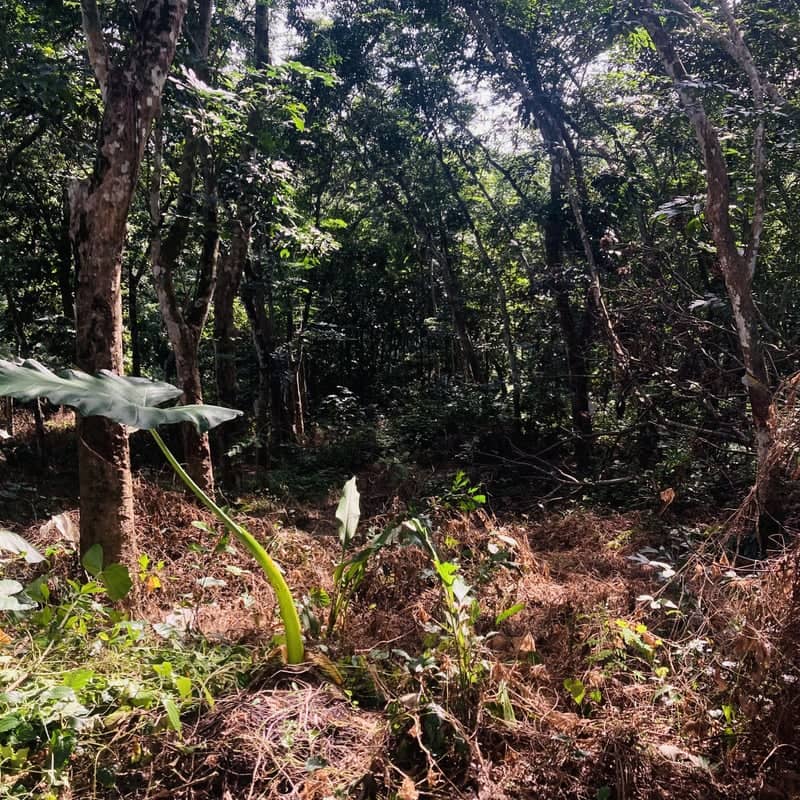 Julana Forest Undergrowth - Image 1